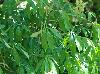 Aesculus pavia-var- flavescens